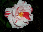 090422_tsubaki_005.jpg