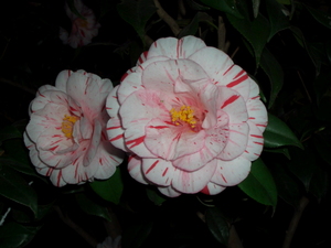 090422_tsubaki_007.jpg