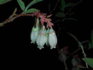 090423__blueberry_002.jpg