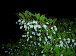 090424_doudan_tsutsuji_000.jpg