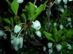 090424_doudan_tsutsuji_001.jpg