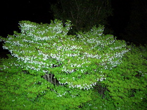 090424_doudan_tsutsuji_002.jpg