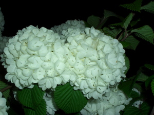 090424_oodemari_001.jpg