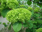 090424_oodemari_002.jpg