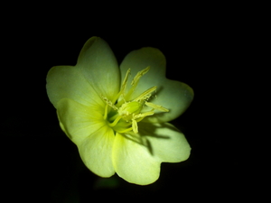 090509_komatsuyoigusa_001.jpg