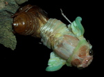 090801_aburazemi_uka_006.jpg