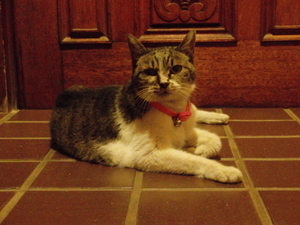 100901_miko_001.jpg