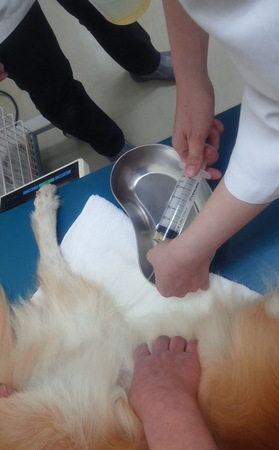 2012.05.12_chobi_cathete_r001.jpg