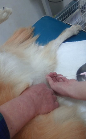 2012.05.12_chobi_cathete_r003.jpg