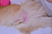 2012.06.04_chobi_nouhoushou_002.jpg