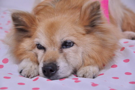 2012.06.11_chobi_001.jpg