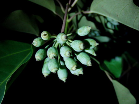 2012.09.05_kakuremino_001.jpg