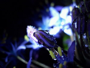 ametohana_Scilla_peruviana_090421_001.jpg