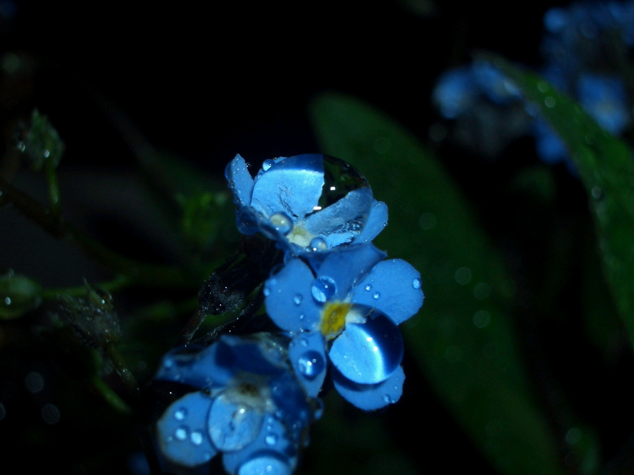 夜の散歩道 雨と花 忘れな草