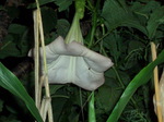 angeltrumpet003.jpg