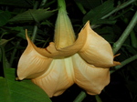 angeltrumpet004.jpg