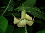angeltrumpet005.jpg