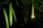 angeltrumpet006.jpg