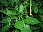 angeltrumpet007.jpg