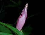 asagao001_080905.jpg