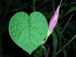 asagao002_080905.jpg