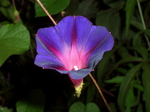 asagao003_080909.jpg
