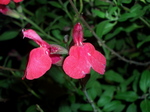 cherryseiji001.jpg
