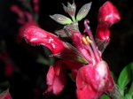 cherryseiji002.jpg