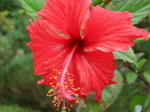 e_hibisukasu001.jpg