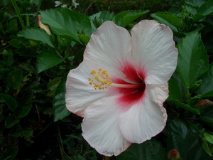 e_hibisukasu002.jpg