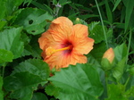 e_hibisukasu003.jpg