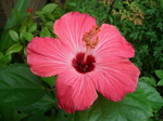 e_hibisukasu005.jpg