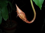 gekkabizin001_080917.jpg