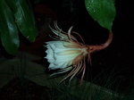 gekkabizin002_080918.jpg