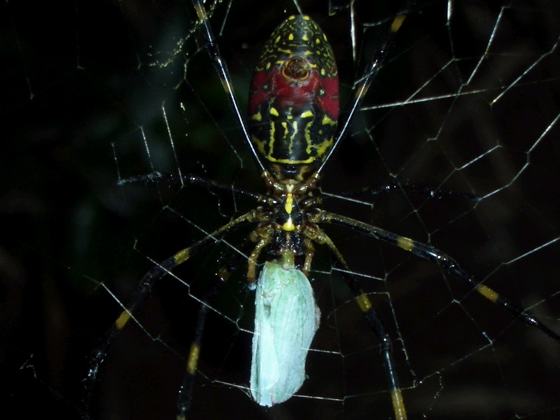 夜の散歩道 食事中の女郎蜘蛛