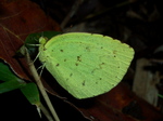 kichou001.jpg