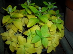 kikyou002.jpg
