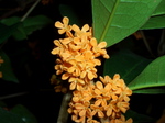 kinmokusei002.jpg