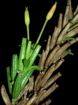 mematsuyoigusa005.jpg