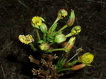 mematsuyoigusa007.jpg