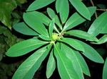 mitsumata001.jpg