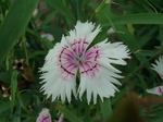 nadeshiko002.jpg