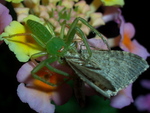 wakabagumo001.jpg